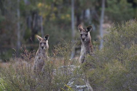 Blue Mountains Small-Group Insider Tour From Sydney - Accommodation NSW 12