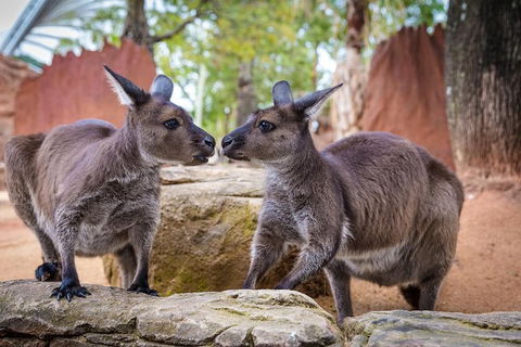 Australia Multi-City Attractions Pass - Accommodation NSW 9