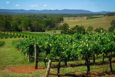 Private Luxury Tour: Hunter Valley Wineries With Cheese, Chocolate, Gourmet Food - Accommodation NSW 6