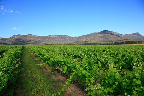 Private Luxury Tour: Hunter Valley Wineries With Cheese, Chocolate, Gourmet Food - Accommodation NSW 3