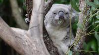Blue Mountains And Featherdale Wildlife Park Day Tour - Accommodation NSW 1
