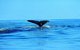 Whale Watching By Sea Kayak In Batemans Bay - thumb 1