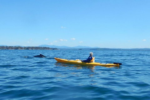 Whale Watching By Sea Kayak In Batemans Bay - Accommodation NSW 2