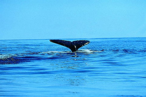 Whale Watching By Sea Kayak In Batemans Bay - Accommodation NSW 3