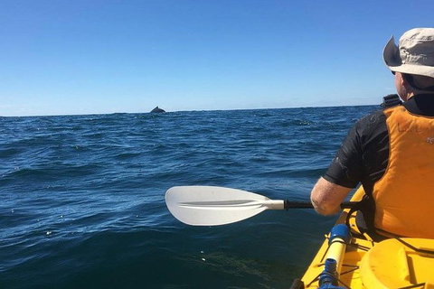 Whale Watching By Sea Kayak In Batemans Bay - Accommodation NSW 7