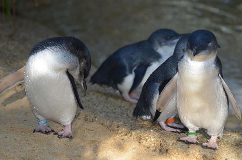 Blue Mountains Wildlife Full-Day Sights And Hiking From Sydney - Accommodation NSW 2