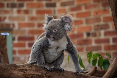 Blue Mountains Wildlife Full-Day Sights And Hiking From Sydney - Accommodation NSW 1