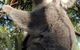 Blue Mountains Wildlife Full-Day Sights And Hiking From Sydney - thumb 7