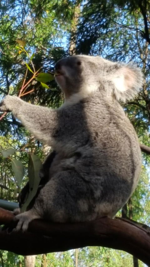Blue Mountains Wildlife Full-Day Sights And Hiking From Sydney - Accommodation NSW 7