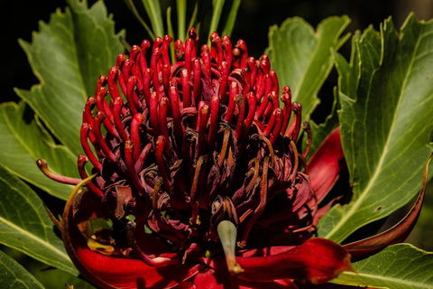 Private Tour: Blue Mountains Day Trip From Sydney - Accommodation NSW 4