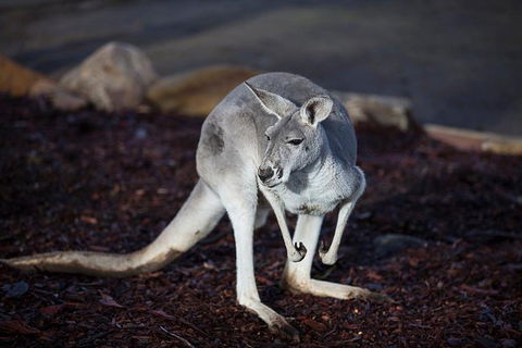 Private Tour: Blue Mountains Day Trip From Sydney - Accommodation NSW 11