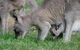 Blue Mountains Deluxe Small-Group Eco Wildlife Tour From Sydney - thumb 6