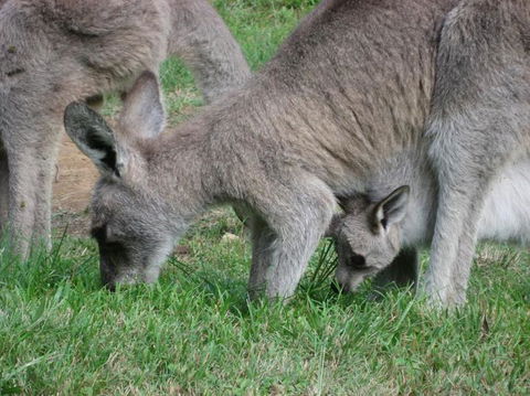 Blue Mountains Deluxe Small-Group Eco Wildlife Tour From Sydney - Accommodation NSW 6