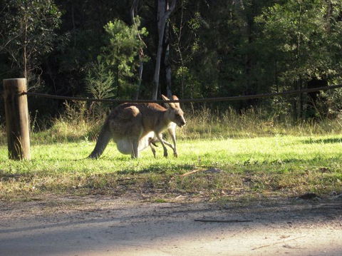 Blue Mountains Deluxe Small-Group Eco Wildlife Tour From Sydney - Accommodation NSW 24