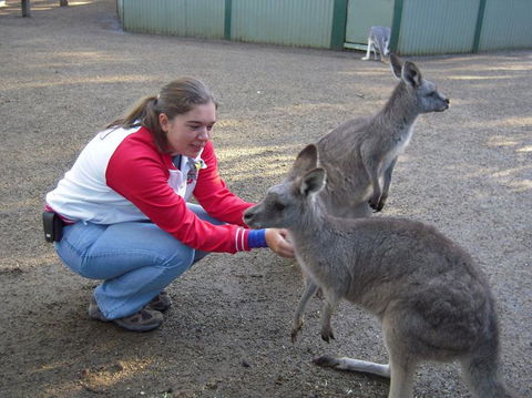 Blue Mountains Deluxe Small-Group Eco Wildlife Tour From Sydney - Accommodation NSW 5