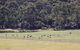 Blue Mountains Deluxe Small-Group Eco Wildlife Tour From Sydney - thumb 19