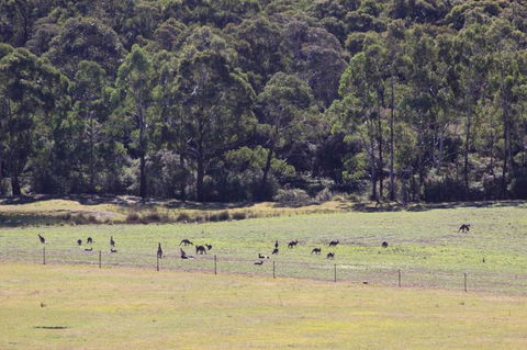Blue Mountains Deluxe Small-Group Eco Wildlife Tour From Sydney - Accommodation NSW 19