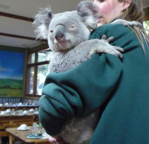 Blue Mountains Deluxe Small-Group Eco Wildlife Tour From Sydney - Accommodation NSW 4