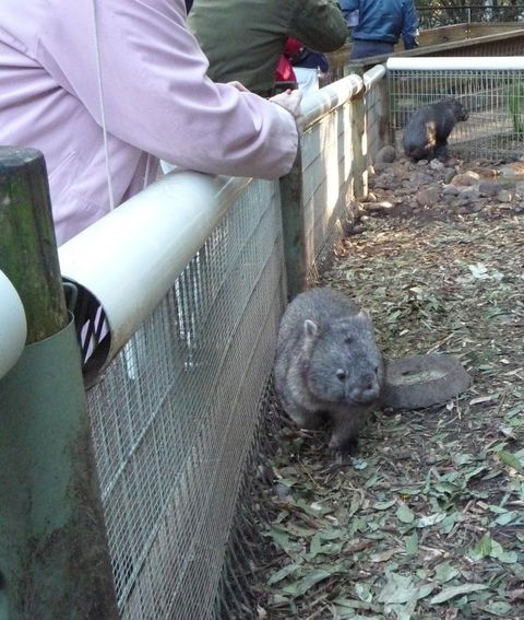 Blue Mountains Deluxe Small-Group Eco Wildlife Tour From Sydney - Accommodation NSW 21