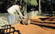 Blue Mountains Deluxe Small-Group Eco Wildlife Tour From Sydney - thumb 18