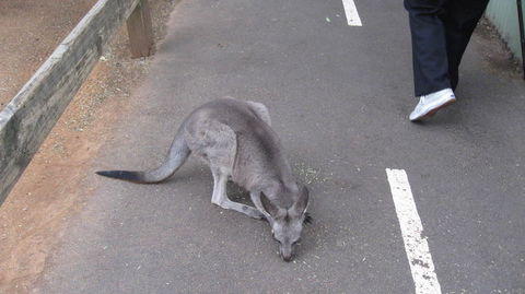 Blue Mountains Deluxe Small-Group Eco Wildlife Tour From Sydney - Accommodation NSW 11