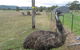 Blue Mountains Deluxe Small-Group Eco Wildlife Tour From Sydney - thumb 8