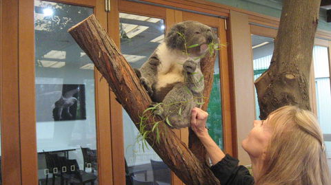 Blue Mountains Deluxe Small-Group Eco Wildlife Tour From Sydney - Accommodation NSW 14