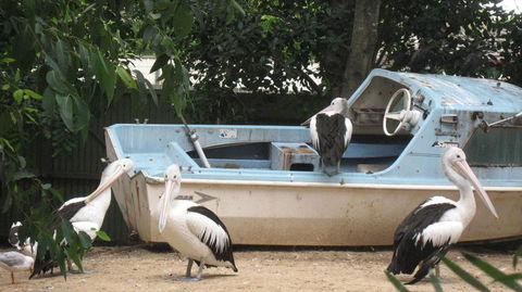 Blue Mountains Deluxe Small-Group Eco Wildlife Tour From Sydney - Accommodation NSW 12