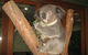 Blue Mountains Deluxe Small-Group Eco Wildlife Tour From Sydney - thumb 13