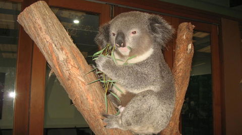 Blue Mountains Deluxe Small-Group Eco Wildlife Tour From Sydney - Accommodation NSW 13
