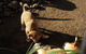 Blue Mountains Deluxe Small-Group Eco Wildlife Tour From Sydney - thumb 25