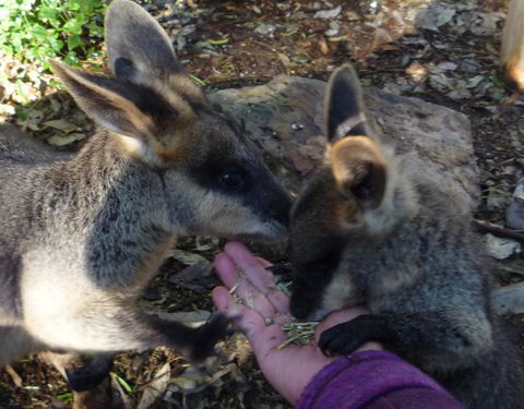 Blue Mountains Deluxe Small-Group Eco Wildlife Tour From Sydney - Accommodation NSW 20