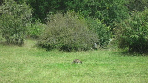 Blue Mountains Deluxe Small-Group Eco Wildlife Tour From Sydney - Accommodation NSW 7