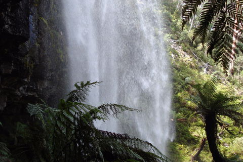 Bindaree Falls - Accommodation NSW 2