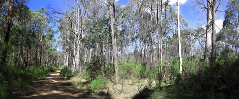 Blue Range Camping And Picnic Area - Accommodation NSW 1