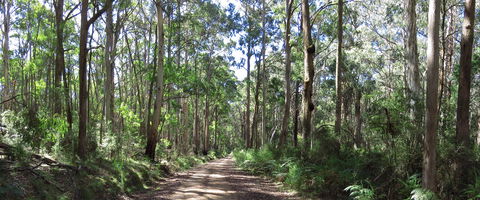 Blue Range Camping And Picnic Area - Accommodation NSW 2
