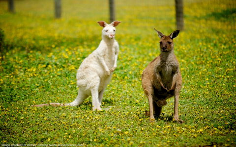 Bordertown Wildlife Park - Accommodation NSW 0