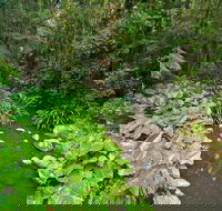 Brindle Creek Walking Track - Accommodation NSW