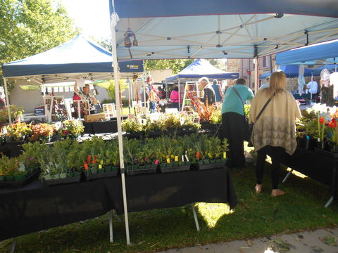 Clare Show Market - Accommodation NSW 1