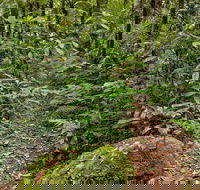 Red Cedar Loop - Accommodation NSW
