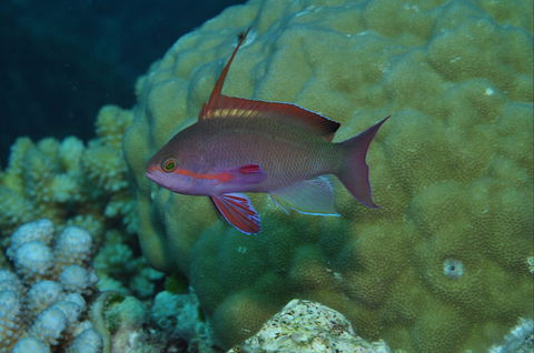 Around The Bend Dive Site - Accommodation NSW 1