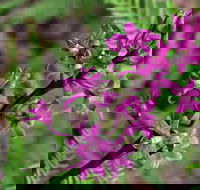 Cassinia Walking Track - Accommodation NSW