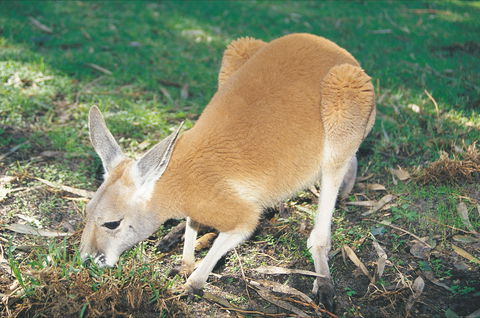 Caversham Wildlife Park - Accommodation NSW 1
