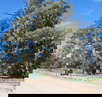 Giant Gum Tree - Accommodation NSW
