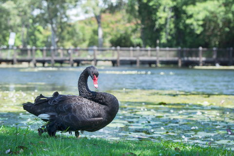 Gold Coast Regional Botanic Gardens - Accommodation NSW 1