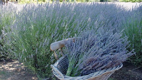 Melton - Accommodation NSW 0