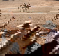 Monarto Safari Park - Accommodation NSW