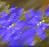 Mount Madden Scenic Drive - Accommodation NSW