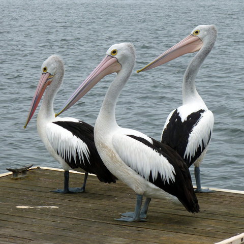 Pelican Feeding - Accommodation NSW 0