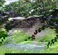 Summerland Antiques and Garden Centre - Accommodation NSW